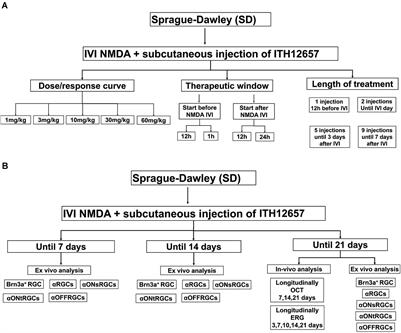 Evaluation of the neuroprotective efficacy of the gramine derivative ITH12657 against NMDA-induced excitotoxicity in the rat retina